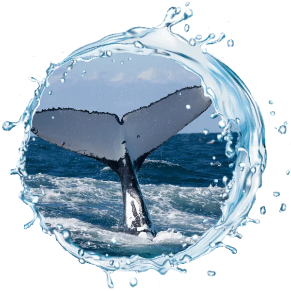 whale circle 2 (1)